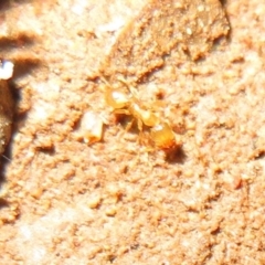 Pheidole sp. (genus) (Seed-harvesting ant) at Belconnen, ACT - 22 Jun 2021 by Christine