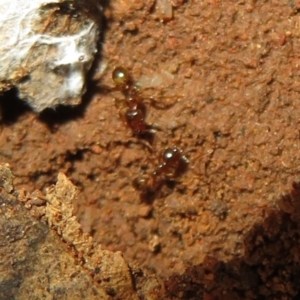 Pheidole sp. (genus) at Belconnen, ACT - 22 Jun 2021