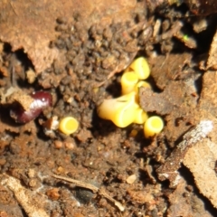 Phaeohelotium (Discinella terrestris aggregate) at Belconnen, ACT - 22 Jun 2021