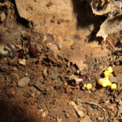 Phaeohelotium (Discinella terrestris aggregate) at Belconnen, ACT - 22 Jun 2021