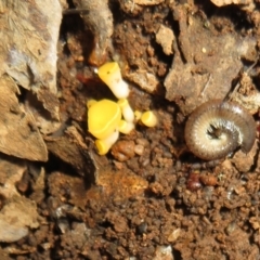 Phaeohelotium (Discinella terrestris aggregate) at Belconnen, ACT - 22 Jun 2021