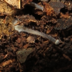 Unidentified Fungus at Belconnen, ACT - 22 Jun 2021 by Christine