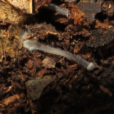 Unidentified Fungus at Belconnen, ACT - 22 Jun 2021 by Christine