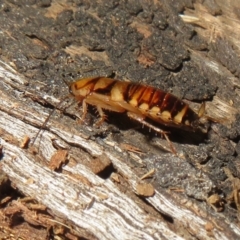 Unidentified Cockroach (Blattodea, several families) (TBC) at Belconnen, ACT - 22 Jun 2021 by Christine