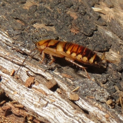 Robshelfordia simplex (Shelford's Western Cockroach) at Belconnen, ACT - 22 Jun 2021 by Christine