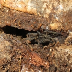 Venatrix sp. (genus) (Unidentified Venatrix wolf spider) at Belconnen, ACT - 22 Jun 2021 by Christine