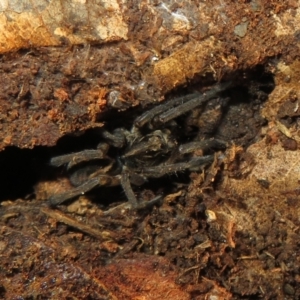 Venatrix sp. (genus) at Belconnen, ACT - 22 Jun 2021