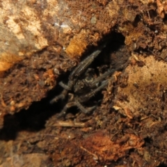 Venatrix sp. (genus) at Belconnen, ACT - 22 Jun 2021