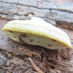 zz Polypore (shelf/hoof-like) at Belconnen, ACT - 22 Jun 2021 by Christine