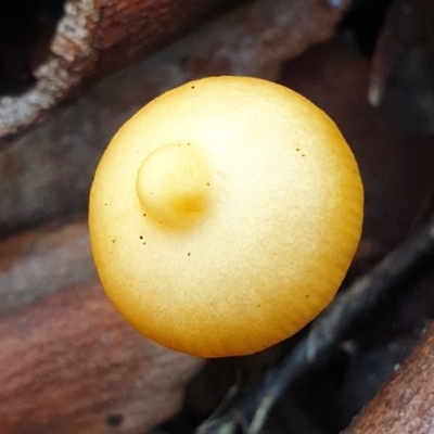 Unidentified Cap on a stem; gills below cap [mushrooms or mushroom-like] at Cook, ACT - 21 Jun 2021 by drakes