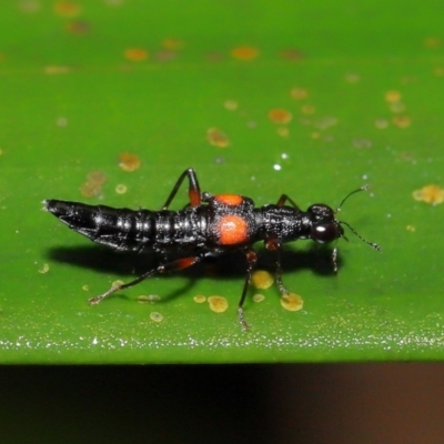 Stenus pustulifer (A semiaquatic rove beetle) at ANBG - 5 May 2021 by TimL
