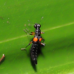 Stenus pustulifer at Acton, ACT - 5 May 2021