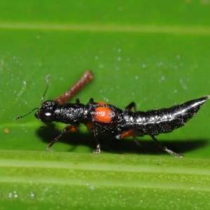 Stenus pustulifer at Acton, ACT - 5 May 2021