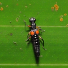 Stenus pustulifer at Acton, ACT - 5 May 2021