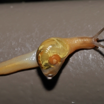 Mysticarion porrectus (Golden Semi-slug) at ANBG - 5 May 2021 by TimL