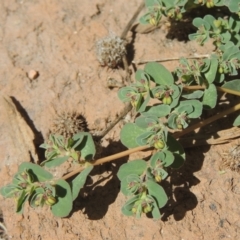 Euphorbia dallachyana (Mat Spurge, Caustic Weed) at Conder, ACT - 6 Mar 2021 by MichaelBedingfield