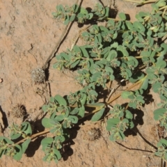 Euphorbia dallachyana at Conder, ACT - 6 Mar 2021 02:49 PM