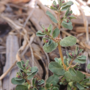 Euphorbia dallachyana at Conder, ACT - 6 Mar 2021