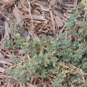 Euphorbia dallachyana at Conder, ACT - 6 Mar 2021 02:49 PM