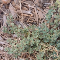 Euphorbia dallachyana at Conder, ACT - 6 Mar 2021