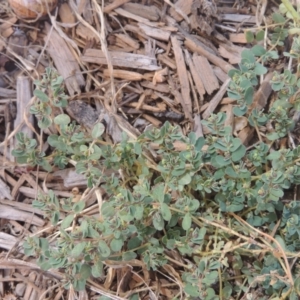 Euphorbia dallachyana at Conder, ACT - 6 Mar 2021