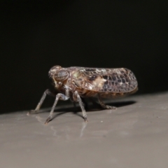 Fulgoroidea (superfamily) (Unidentified fulgoroid planthopper) at Acton, ACT - 5 May 2021 by TimL