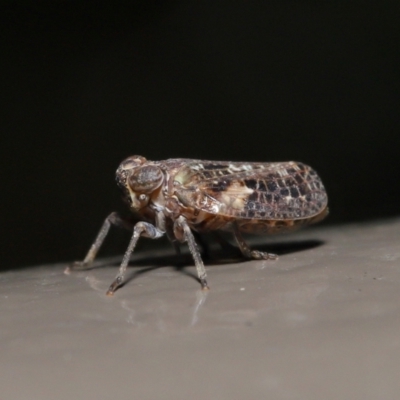 Fulgoroidea sp. (superfamily) (Unidentified fulgoroid planthopper) at Acton, ACT - 5 May 2021 by TimL