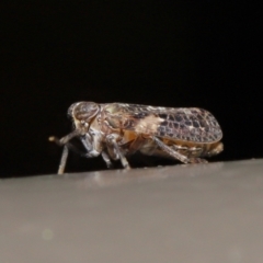 Fulgoroidea sp. (superfamily) at Acton, ACT - 5 May 2021