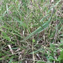 Acrida conica (Giant green slantface) at Hughes Garran Woodland - 27 Mar 2021 by JaceWT