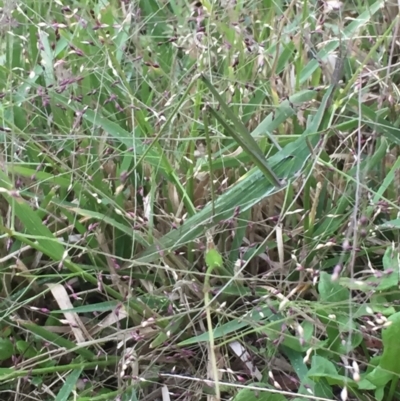 Acrida conica (Giant green slantface) at Red Hill to Yarralumla Creek - 27 Mar 2021 by JaceWT