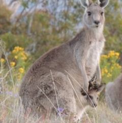 Macropus giganteus (Eastern Grey Kangaroo) at Blackheath, NSW - 18 Nov 2013 by michaelb