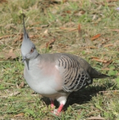 Ocyphaps lophotes (Crested Pigeon) at Marrickville, NSW - 1 Apr 2014 by MichaelBedingfield