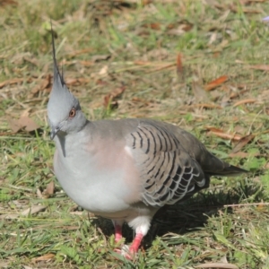 Ocyphaps lophotes at Marrickville, NSW - 1 Apr 2014 04:50 PM