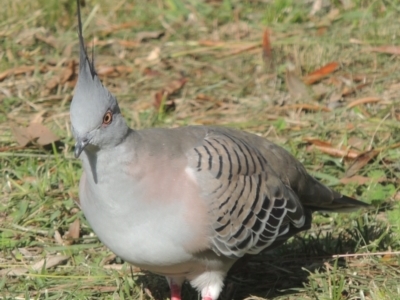Ocyphaps lophotes (Crested Pigeon) at Marrickville, NSW - 1 Apr 2014 by MichaelBedingfield