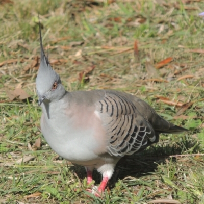 Ocyphaps lophotes (Crested Pigeon) at Marrickville, NSW - 1 Apr 2014 by michaelb