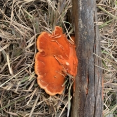 Trametes coccinea (Scarlet Bracket) at Holt, ACT - 22 Jun 2021 by Eland