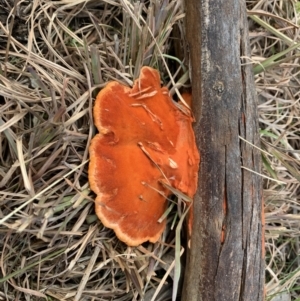 Trametes coccinea at Holt, ACT - 22 Jun 2021 03:16 PM