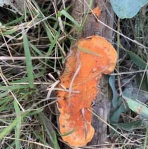 Trametes coccinea at Holt, ACT - 22 Jun 2021 03:16 PM