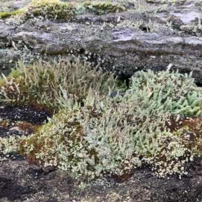 Cladonia sp. (genus) (Cup Lichen) at Holt, ACT - 22 Jun 2021 by Eland