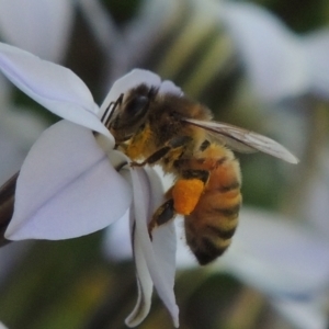 Apis mellifera at Hurlstone Park, NSW - 13 Sep 2015