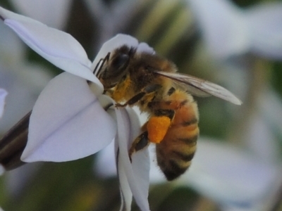 Apis mellifera (European honey bee) at Hurlstone Park, NSW - 13 Sep 2015 by MichaelBedingfield