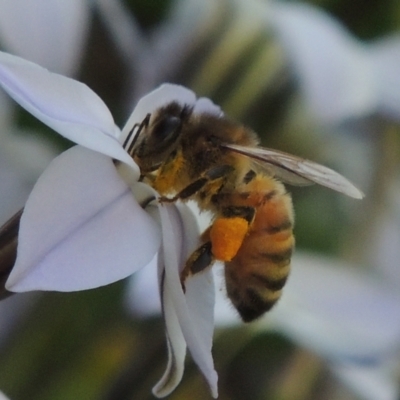 Apis mellifera (European honey bee) at Hurlstone Park, NSW - 13 Sep 2015 by MichaelBedingfield