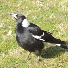 Gymnorhina tibicen (Australian Magpie) at Moore Park, NSW - 10 Jul 2014 by MichaelBedingfield