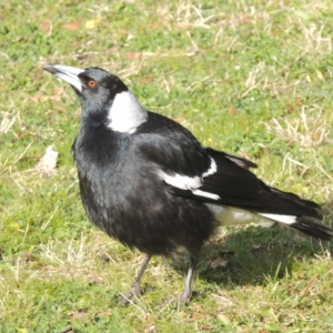 Gymnorhina tibicen at Moore Park, NSW - 10 Jul 2014 03:19 PM