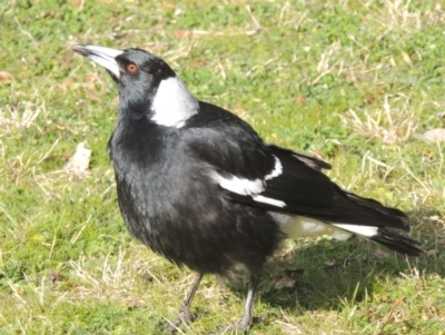 Gymnorhina tibicen (Australian Magpie) at Moore Park, NSW - 10 Jul 2014 by MichaelBedingfield