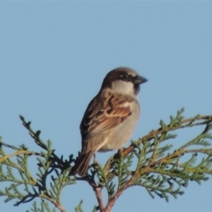 Passer domesticus at Vaucluse, NSW - 23 Jun 2021 11:46 AM