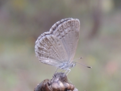 Zizina otis (Common Grass-Blue) at Blackheath, NSW - 8 Jan 2018 by michaelb