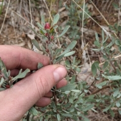 Hibbertia obtusifolia (Grey Guinea-flower) at Nail Can Hill - 23 Jun 2021 by ChrisAllen