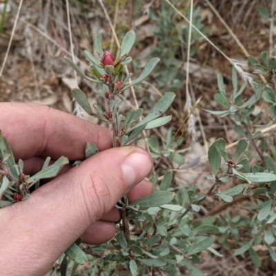 Hibbertia obtusifolia (Grey Guinea-flower) at Albury - 23 Jun 2021 by ChrisAllen