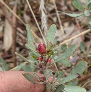 Hibbertia obtusifolia at Glenroy, NSW - 23 Jun 2021